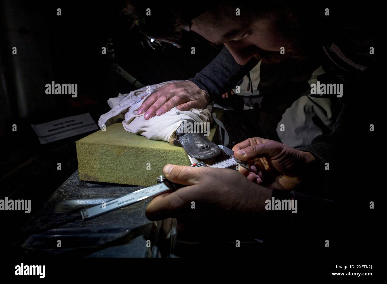 Des chercheurs d'ornithorynques mesurent le bec d'un ornithorhynchus anatinus à Healsville, Victoria, Australie. Septembre 2018. Autorisation du modèle. Banque D'Images