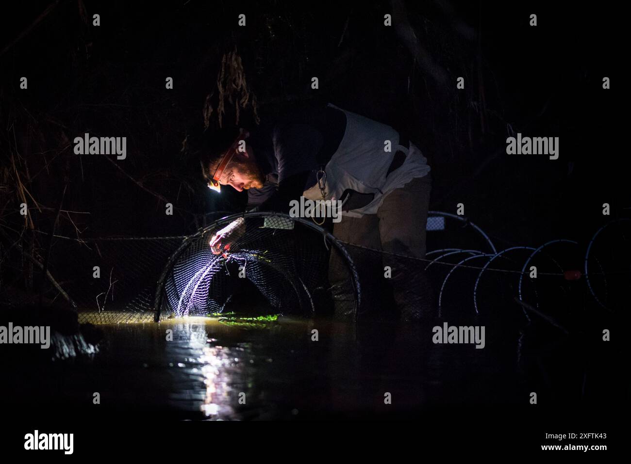 Un chercheur d'ornithorhynchus vérifie les filets à fyke pour détecter les ornithorhynchus anatinus qui ont été mis en place pour capturer et aider à surveiller la population locale. Beaconsfield, Victoria, Australie. Juin 2017. Autorisation du modèle. Banque D'Images