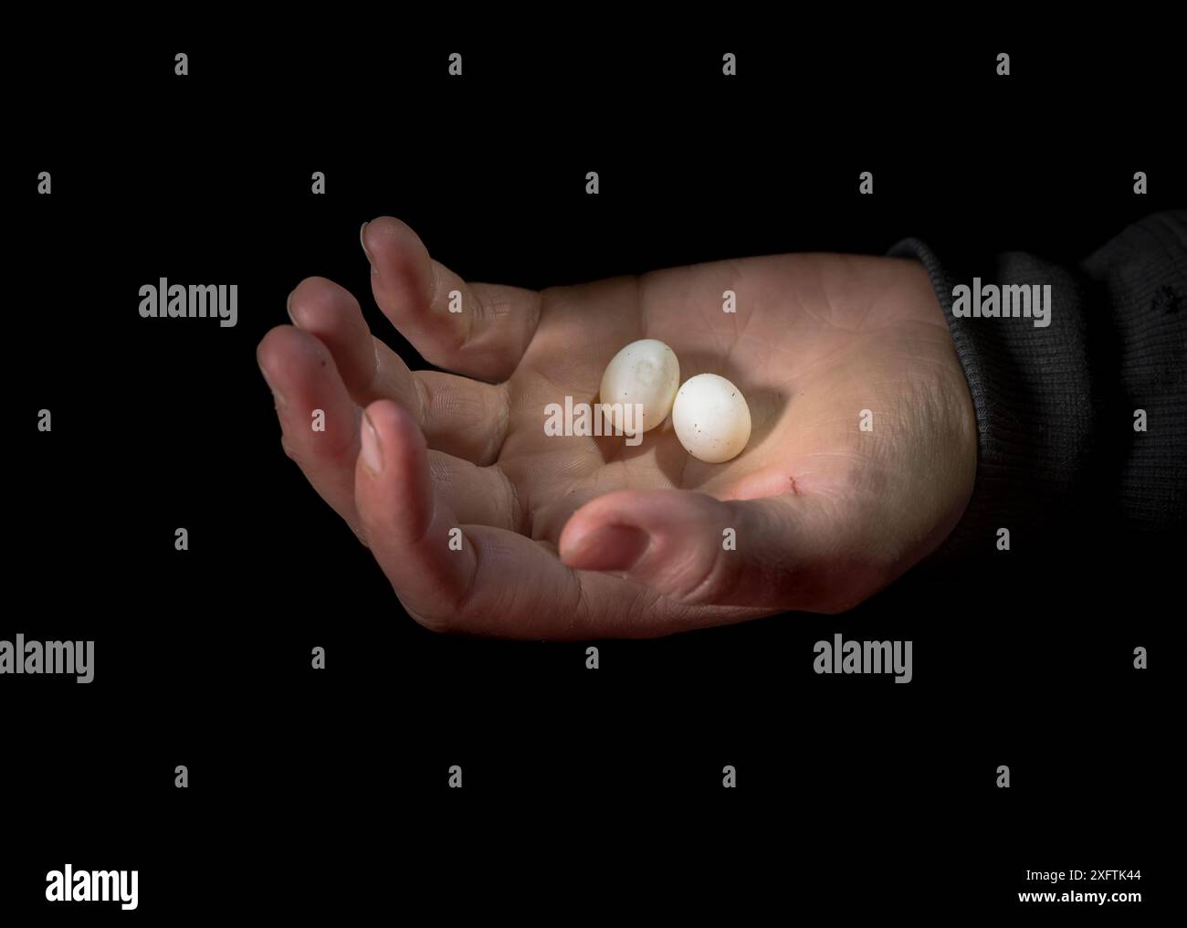 Deux oeufs d'ornithorhynchus anatinus (ornithorhynchus anatinus) tenus dans les mains des chercheurs (la nuit. ceux-ci ont été découverts sur le terrain par des chercheurs. Snowy River, Dalgety, Nouvelle-Galles du Sud, Australie. Septembre 2018. Banque D'Images