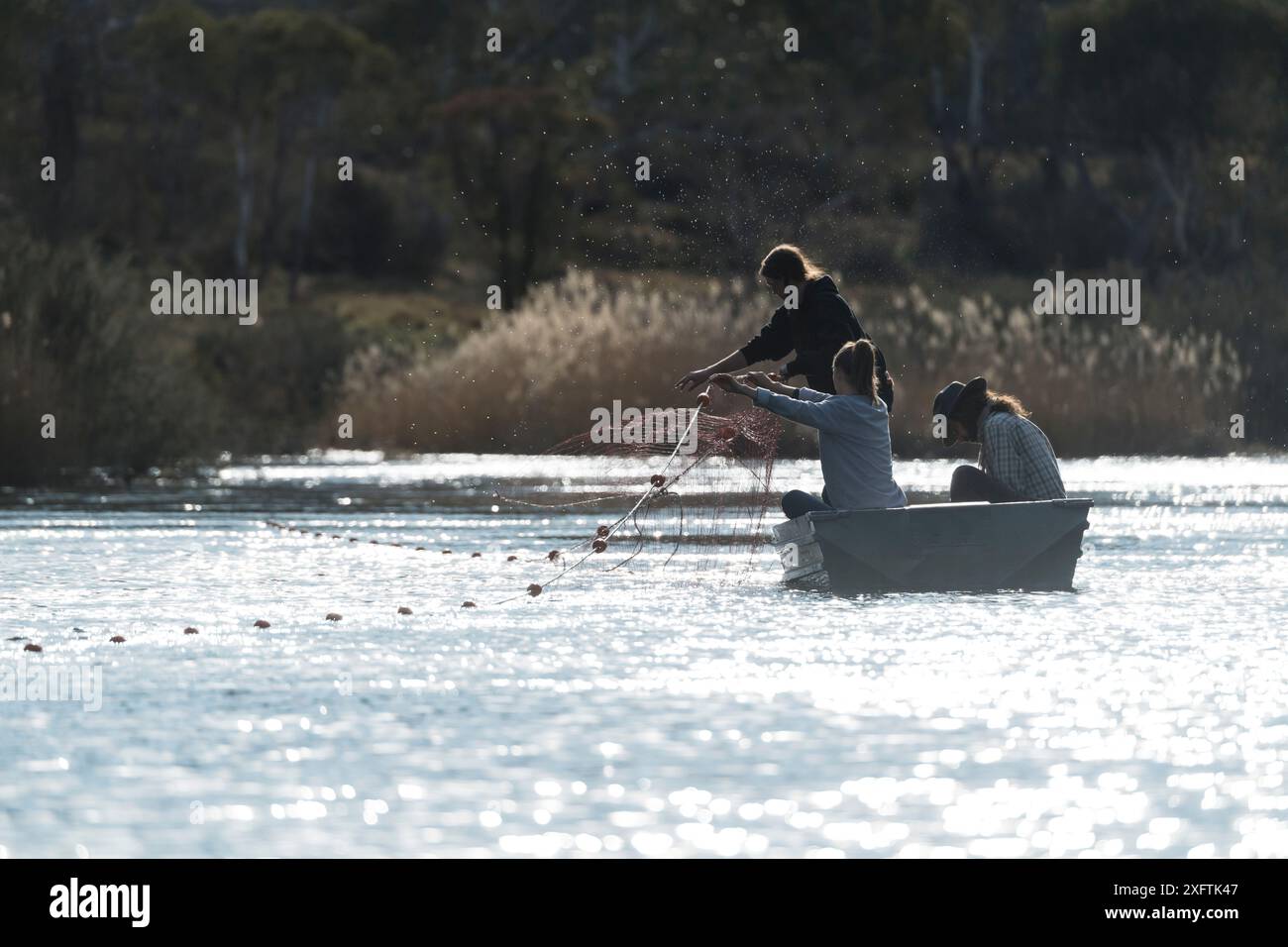 Des chercheurs plaçant des filets maillants dans la rivière Snowy pour tenter de capturer Platypus (Ornithorhynchus anatinus) Snowy River, Jindabyne, Nouvelle-Galles du Sud, Australie. Septembre 2017. Autorisation du modèle. Banque D'Images