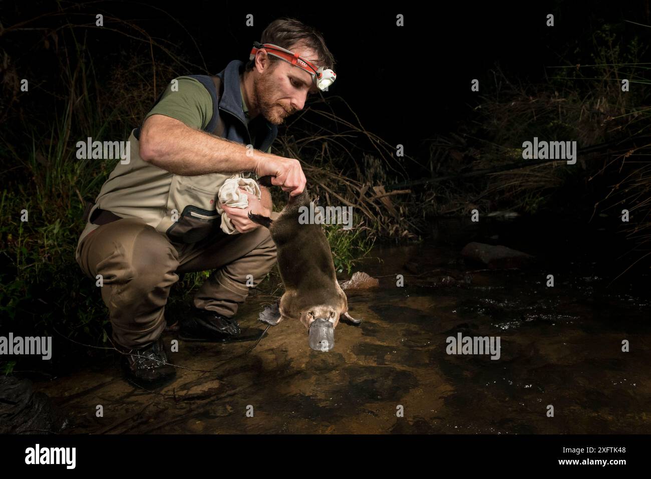 Écologiste des ornithorynques renvoyant un ornithorhynchus anatinus mâle dans un ruisseau où il avait été capturé seulement 30 minutes plus tôt. Chum Creek, Healsville, Victoria, Australie. Mai 2017.autorisation du modèle fournie. Banque D'Images
