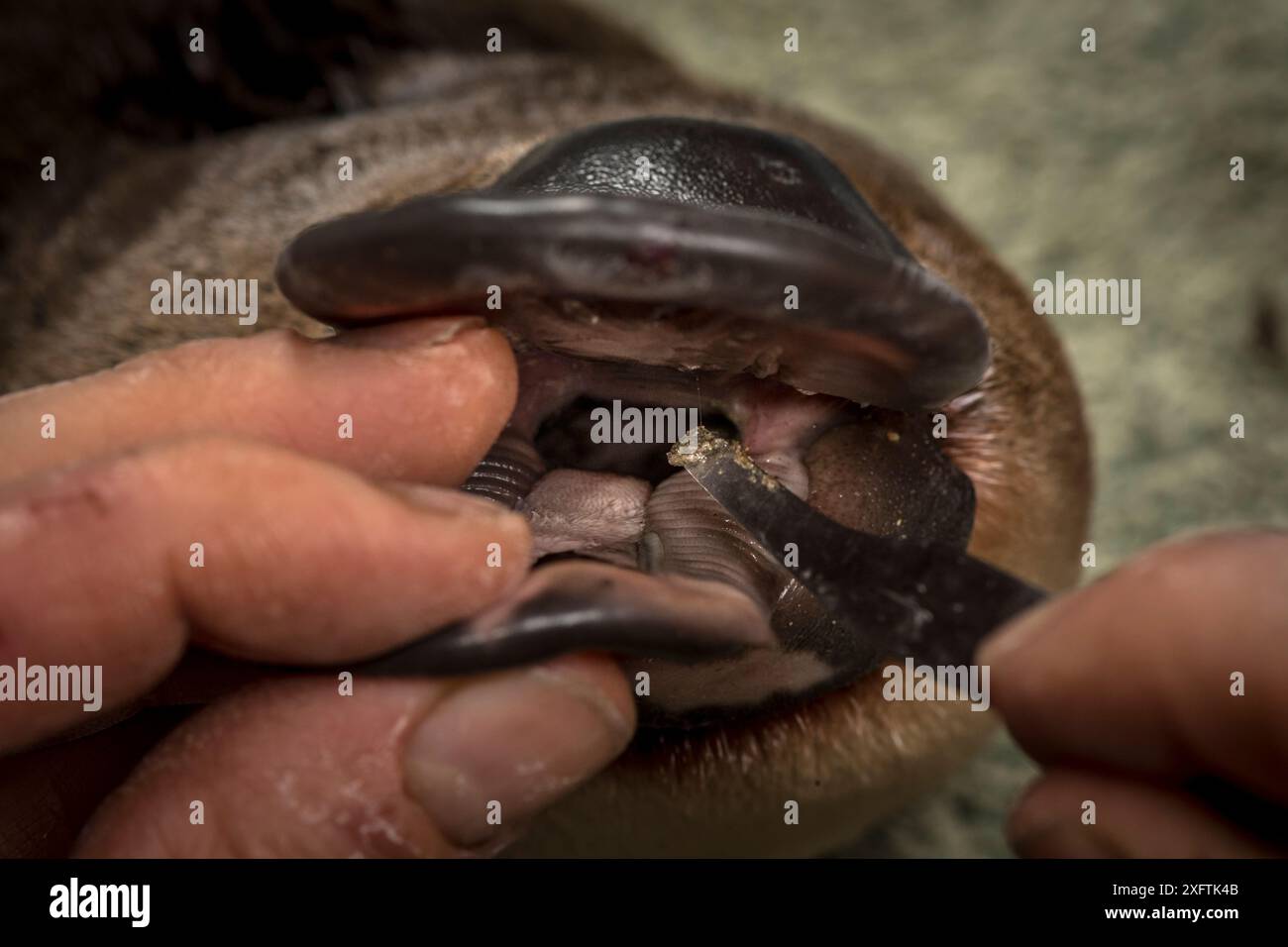 Ornithorhynchus anatinus (ornithorhynchus anatinus) chercheur prélevant des échantillons de poche de joue. Dartmouth, Victoria, Australie . Mai 2018. Autorisation du modèle Banque D'Images