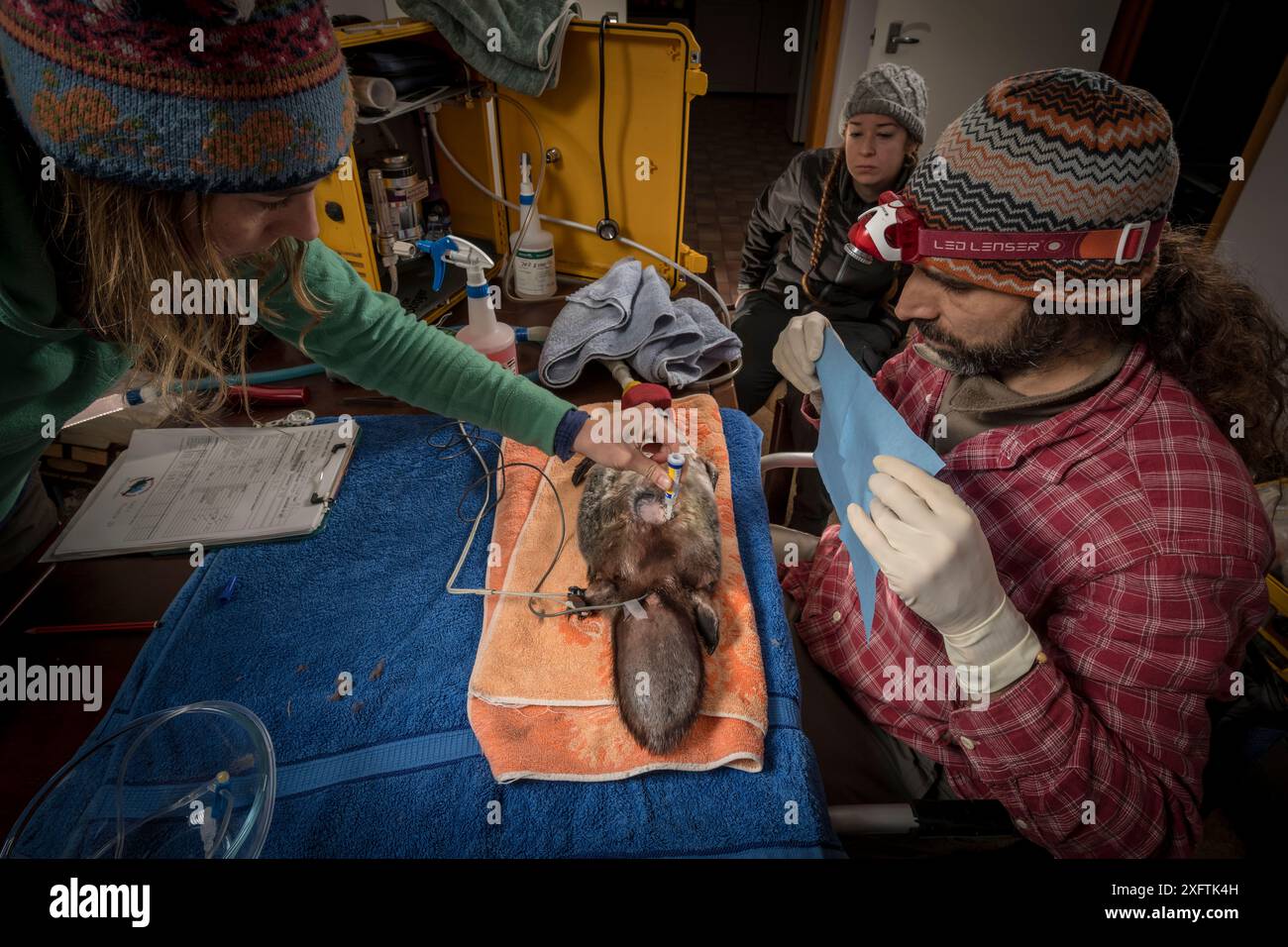 Ornithorhynchus anatinus anesthésié (Ornithorhynchus anatinus) est préparé pour l'implantation chirurgicale d'un transpondeur radio dans un bloc opératoire de type « make-shift » à Dartmouth, Victoria, Australie. Mai 2018. Autorisation du modèle. Banque D'Images