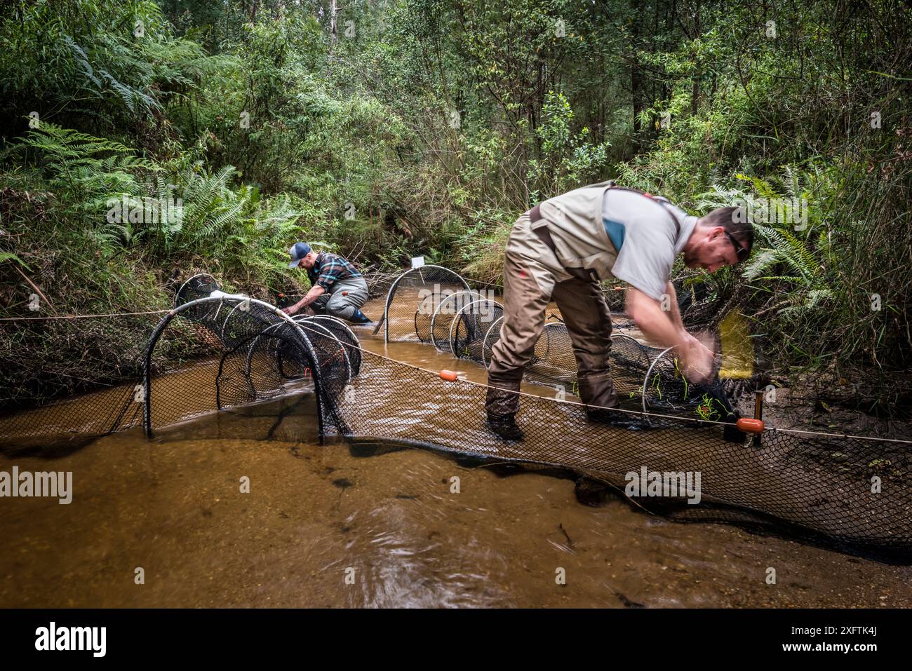 Un chercheur et un assistant ont installé Platypus (Ornithorhynchus anatinus) en attrapant des filets de fyke avec un assistant. Upper Bunyip River, Bunyip State Park, Victoria, Australie. Avril 2018. Autorisation du modèle Banque D'Images