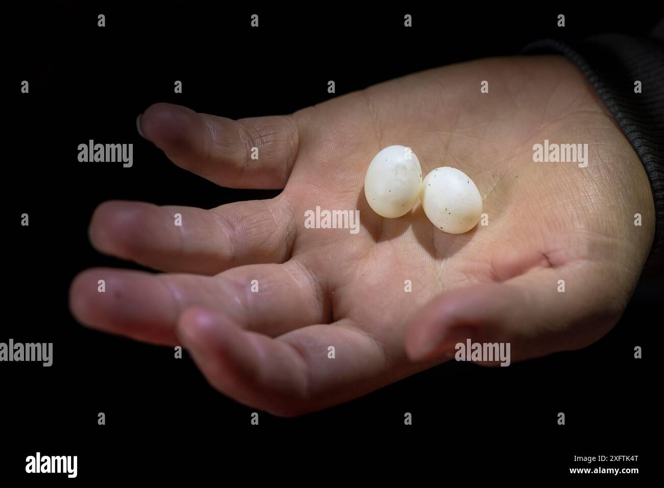 Ornithorhynchus anatinus (ornithorhynchus anatinus) les œufs sont tenus dans les mains des chercheurs la nuit. Snowy River, Dalgety, Nouvelle-Galles du Sud, Australie. Septembre 2018. Banque D'Images