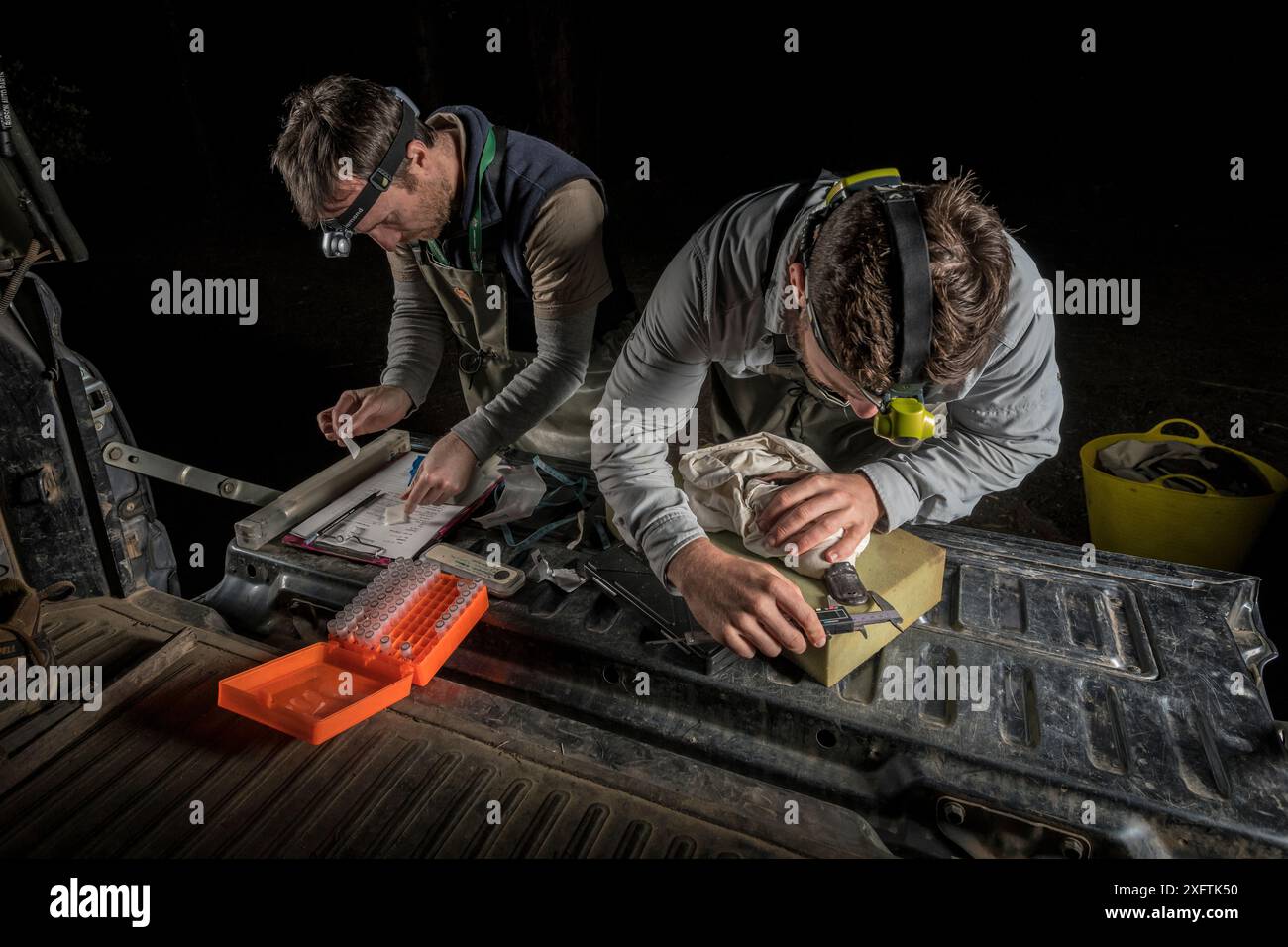 Les chercheurs d'ornithorhynchus mesurent le bec Platypus (Ornithorhynchus anatinus). Warburton, Victoria, Australie. Octobre 2018. Autorisation du modèle. Banque D'Images