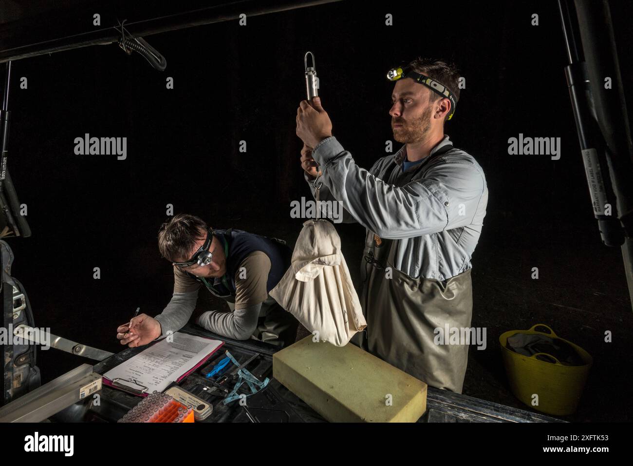 Des chercheurs en ornithorynques pèsent un ornithorhynchus anatinus tandis qu'un autre chercheur écrit des données. Warburton, Victoria, Australie. Octobre 2018. Autorisation du modèle. Banque D'Images