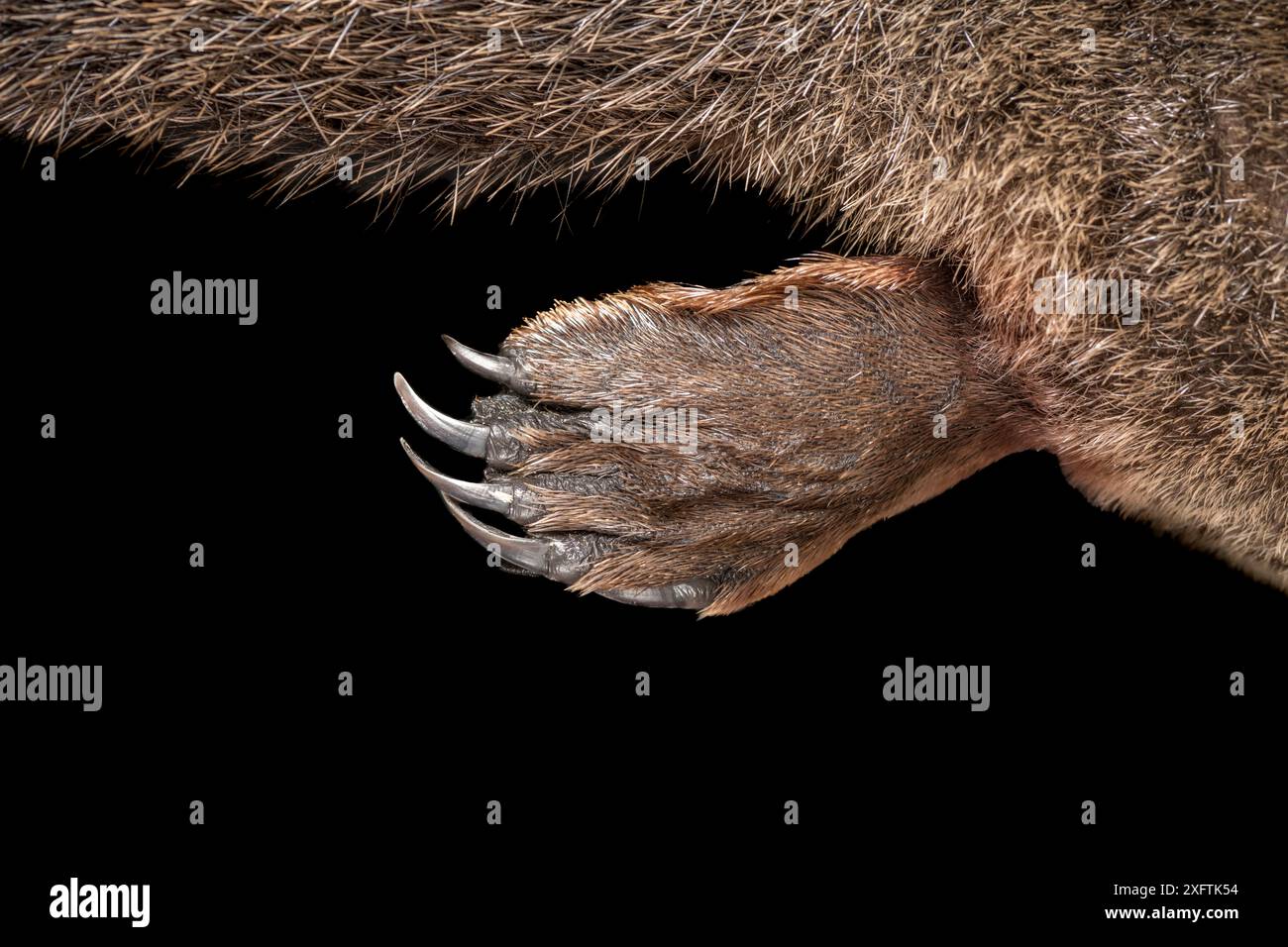 Dessus du pied palmé avant droit d'ornithorhynchus anatinus. Photographié sur le terrain dans des conditions contrôlées - Platypus anesthésié dans le cadre d'une procédure de recherche menée par Platypus conservation Initiative établie par l'Université de Nouvelle-Galles du Sud. Dartmouth, Victoria, Australie. Arrière-plan supprimé (esquivé) de l'image. . Banque D'Images