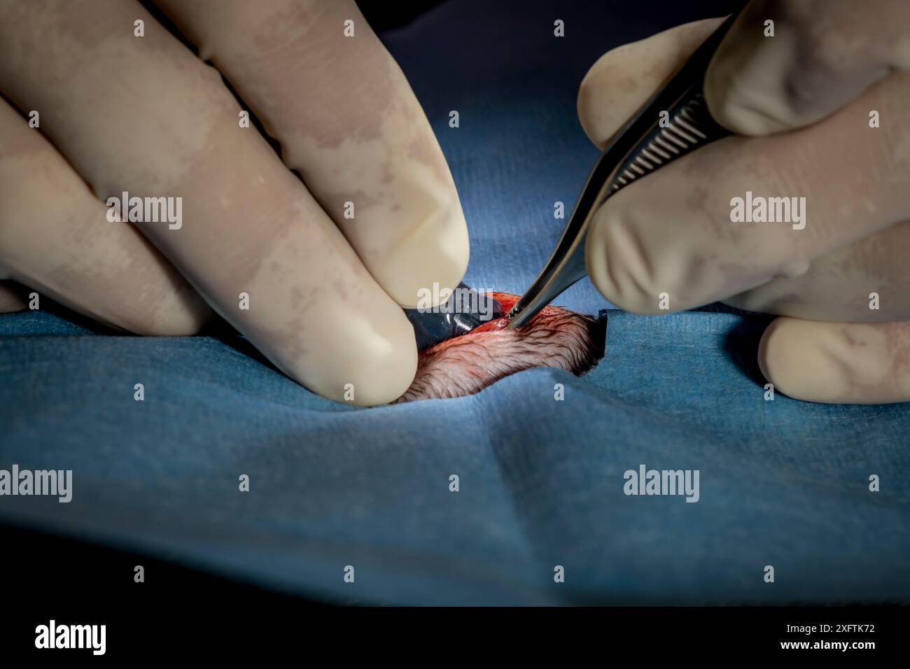 Ornithorhynchus anatinus subissant une implantation chirurgicale d'un transpondeur radio Dartmouth, Victoria, Australie. Mai 2018. Autorisation du modèle. Banque D'Images