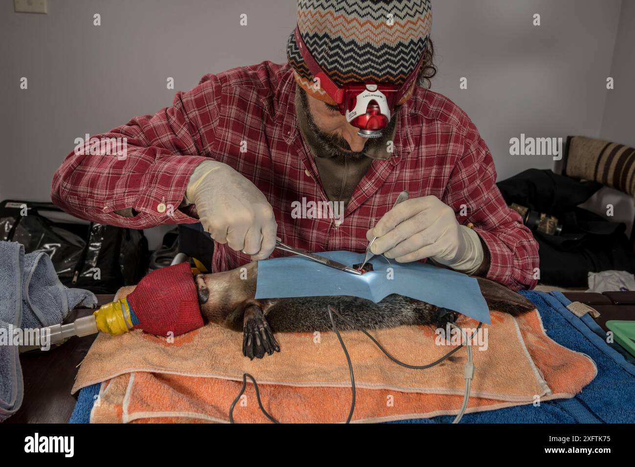 Scientifique implantant chirurgicalement Platypus (Ornithorhynchus anatinus) avec un transpondeur radio. Dartmouth, Victoria, Australie. Mai 2018. Autorisation du modèle. Banque D'Images
