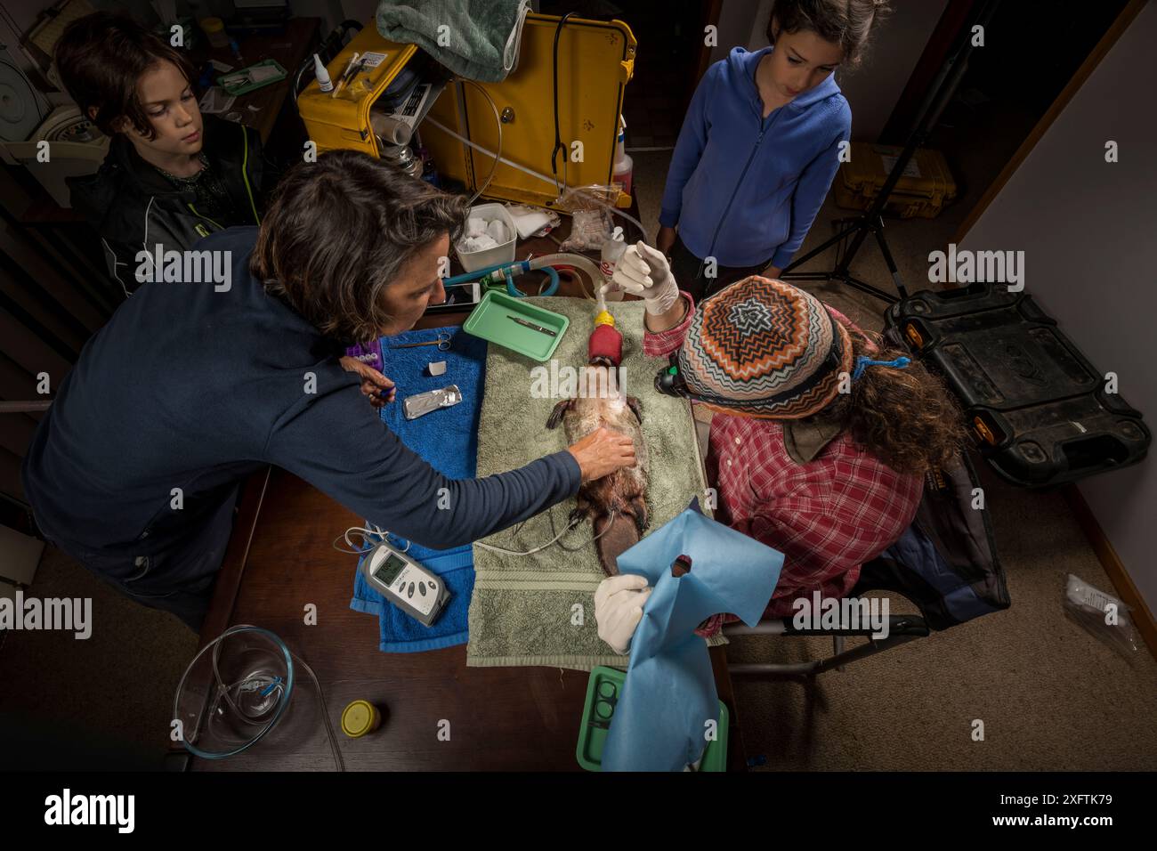 Les scientifiques implantent chirurgicalement le transpondeur radio Platypus (Ornithorhynchus anatinus) Dartmouth, Victoria, Australie. Mai 2018. Autorisation du modèle. Banque D'Images