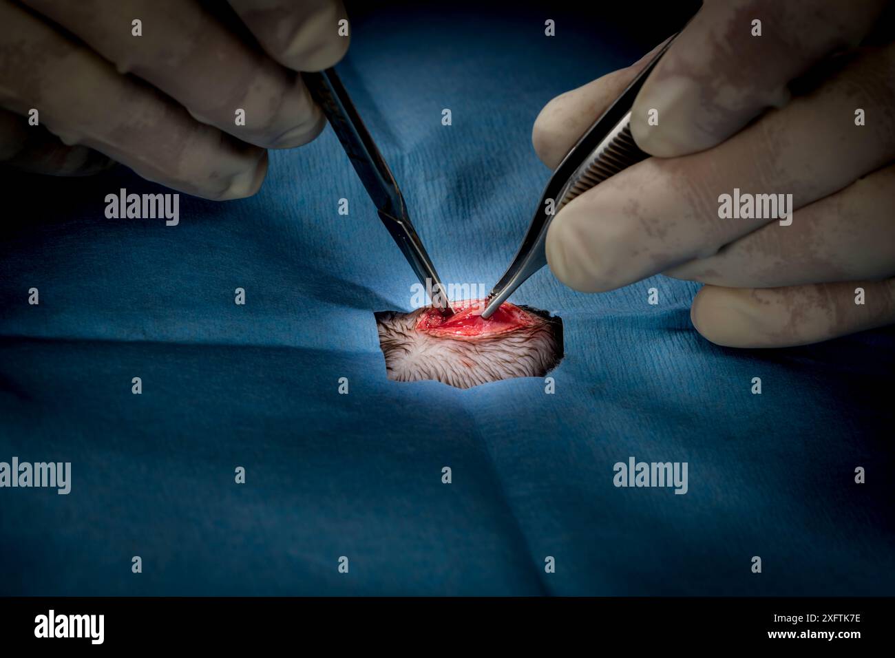 Ornithorhynchus anatinus subissant une implantation chirurgicale d'un transpondeur radio Dartmouth, Victoria, Australie. Mai 2018. Autorisation du modèle. Banque D'Images