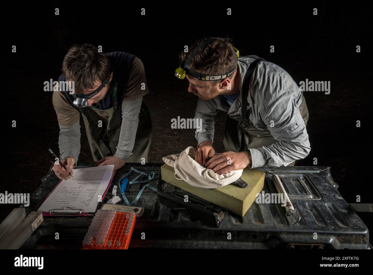 Les chercheurs d'ornithorhynchus mesurent le bec d'un ornithorhynchus anatinus. Warburton, Victoria, Australie. Octobre 2018. Autorisation du modèle. Banque D'Images