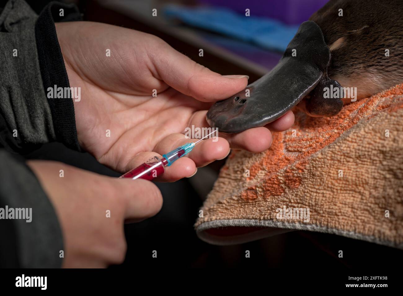 Scientifique prélevant un échantillon de sang de Platypus (Ornithorhynchus anatinus) Dartmouth, Victoria, Australie. Mai 2018. Autorisation du modèle fournie. Banque D'Images