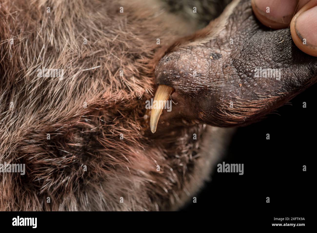 Cheville arrière gauche d'un ornithorhynchus mâle (Ornithorhynchus anatinus) tenu par un chercheur montrant un éperon venimeux. Dartmouth, Victoria, Australie. Mai 2018. Banque D'Images