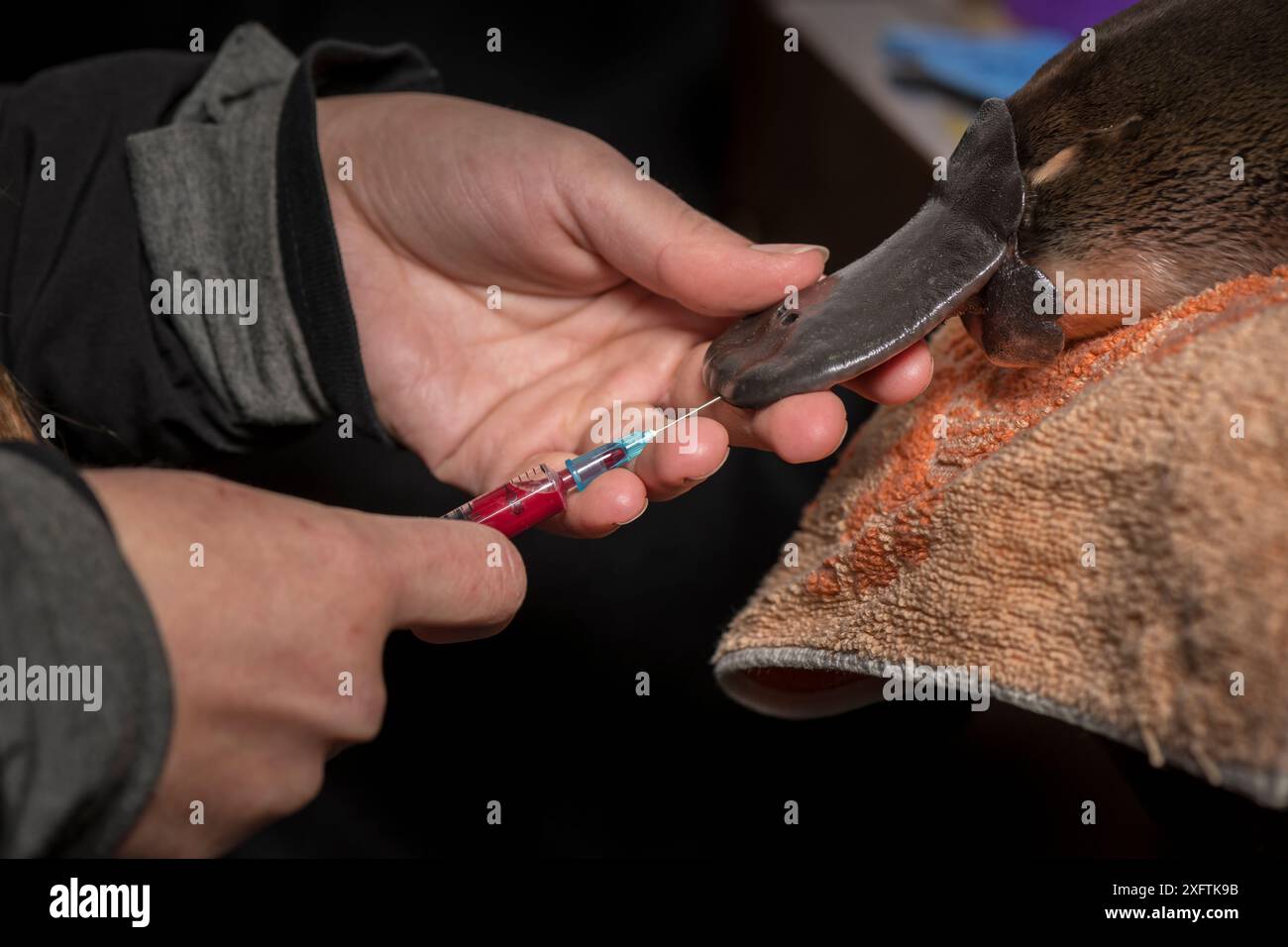 Scientifique prélevant un échantillon de sang de Platypus (Ornithorhynchus anatinus) Dartmouth, Victoria, Australie. Mai 2018. Autorisation du modèle fournie. Banque D'Images