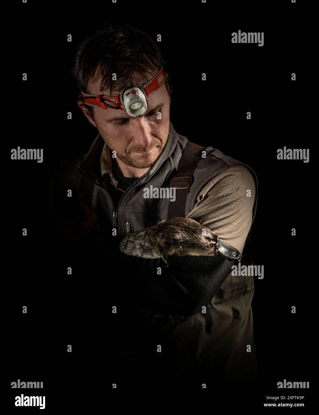 Un chercheur d'ornithorhynchus tient une jeune femelle ornithorhynchus anatinus juste avant de la relâcher dans un ruisseau. Healsville, Victoria, Australie. Septembre 2018. Autorisation du modèle Banque D'Images