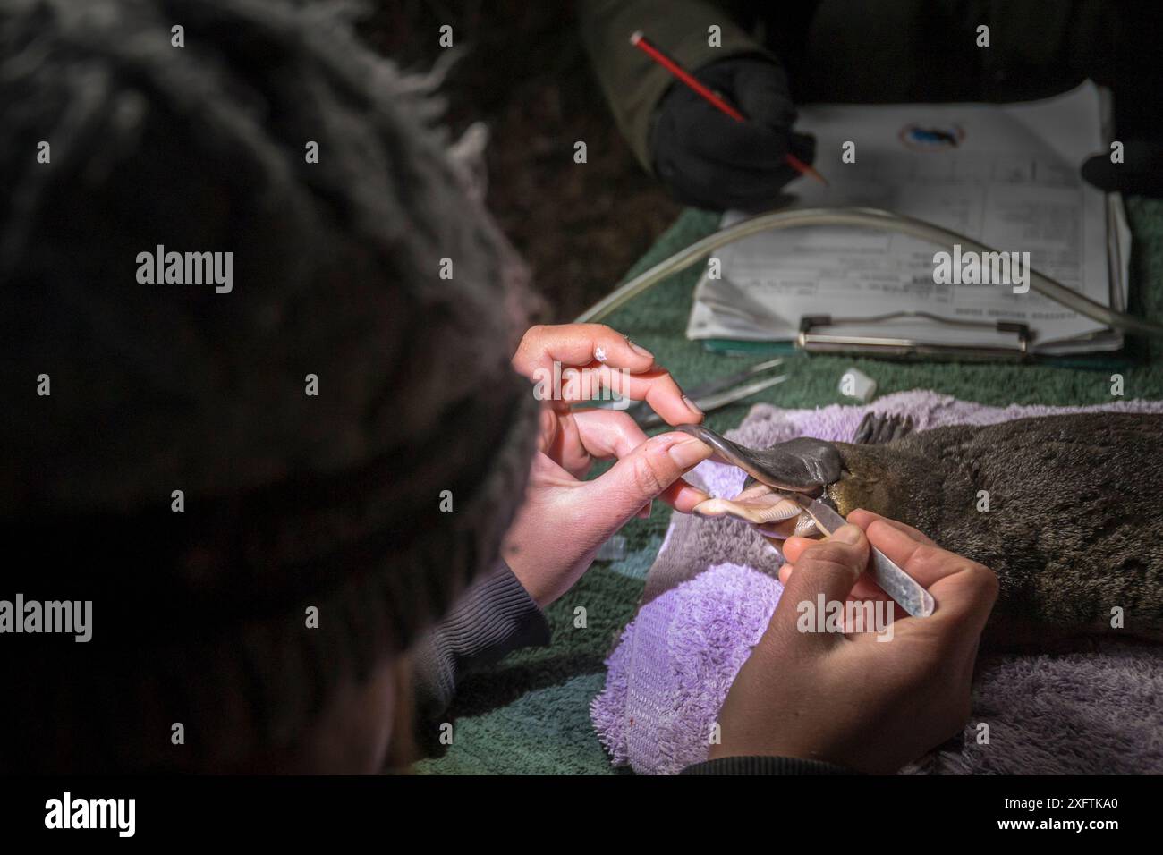 Ornithorhynchus anatinus (Ornithorhynchus anatinus) chercheur prélevant des échantillons de poche de joue d'un ornithorynque anesthésié qui a été capturé plus tôt dans la Snowy River, Dalgety, Nouvelle-Galles du Sud, Australie. Dalgety, NSW, Australie . Septembre 2017. Autorisation du modèle Banque D'Images