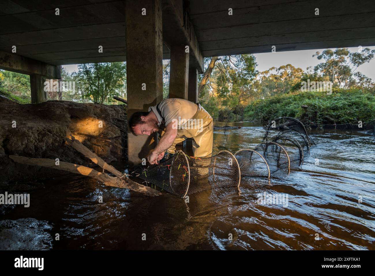 Un chercheur d'ornithorhynchus anatinus pose des ornithorynques capturant des filets Fyke en fin d'après-midi dans la rivière Little Yarra, Yarra Junction, Victoria, Australie. Avril 2018. Autorisation du modèle Banque D'Images