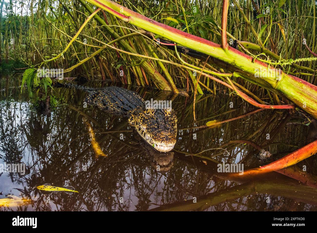 Crocodile cubain (Crocodylus rhombifer) dans un cenote du parc national de Cienaga de Zapata. Cuba. Espèces en danger critique d'extinction. Banque D'Images