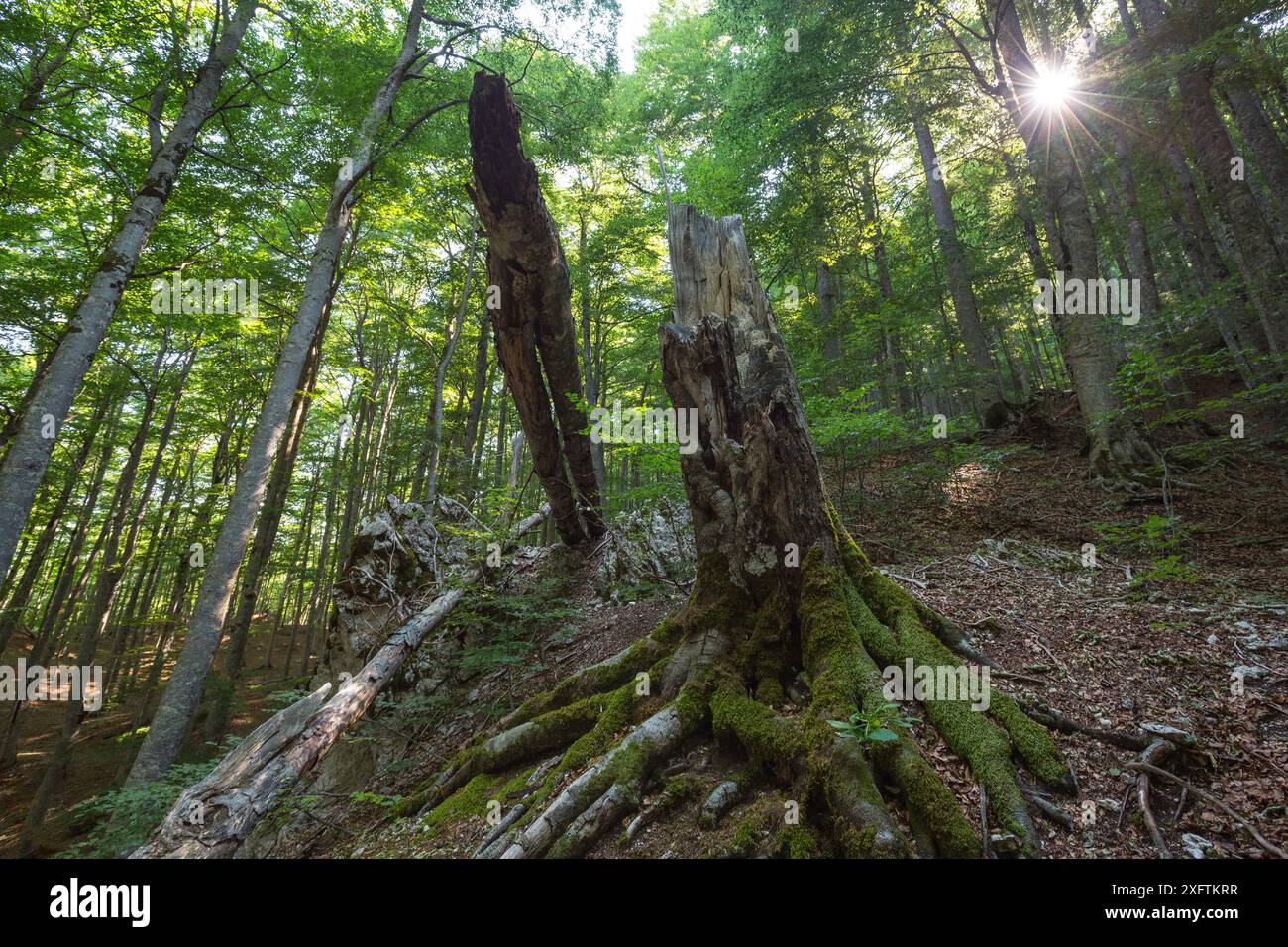 Souche de hêtre (Fagus sylvatica) dans la vieille forêt de hêtres de Cacciagrande en été. Parc national des Abruzzes, Lazio et Molise / Parco Nazionale d&#39;Abruzzo, Lazio e Molise site du patrimoine mondial de l'UNESCO, OPI, Italie. Août 2015 Banque D'Images