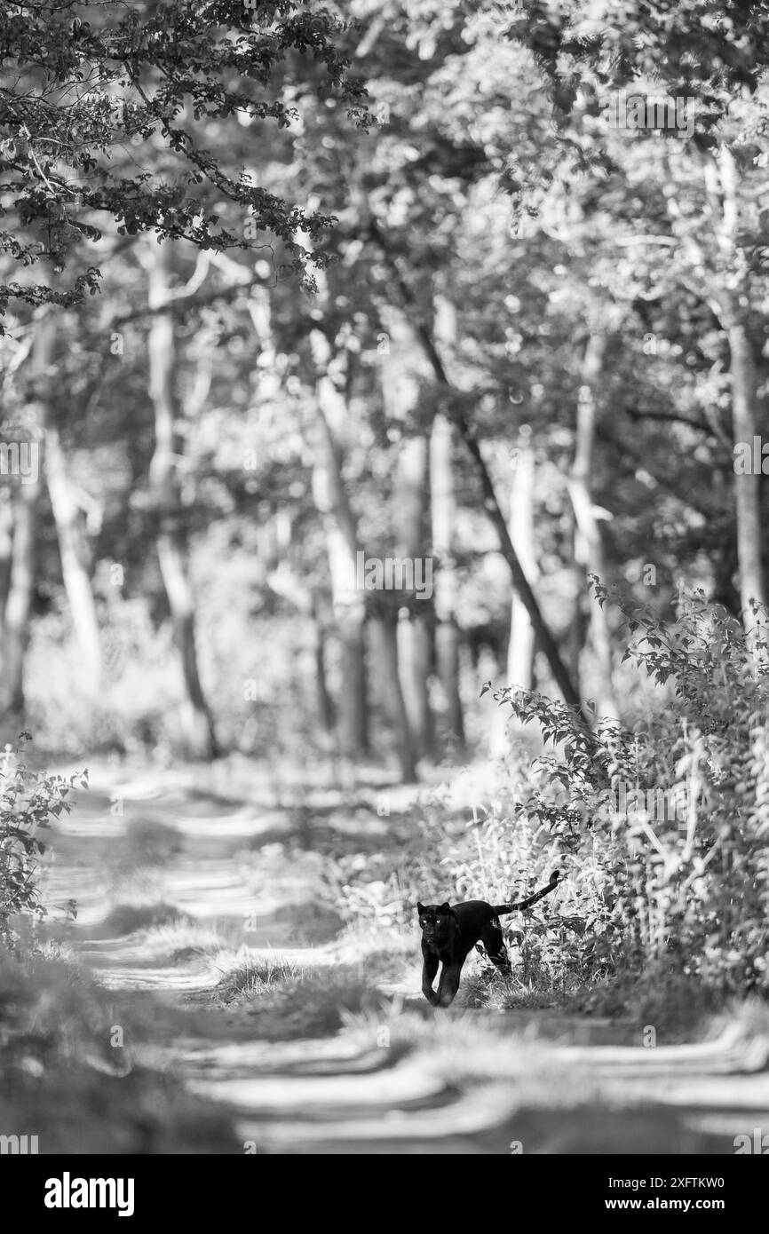 Un léopard mélaniste (Panthera pardus) sur une piste forestière, forêt de Kabini, Karnataka, Inde. Noir et blanc. USAGE ÉDITORIAL EXCLUSIF. Toutes les autres utilisations nécessitent un dégagement Banque D'Images