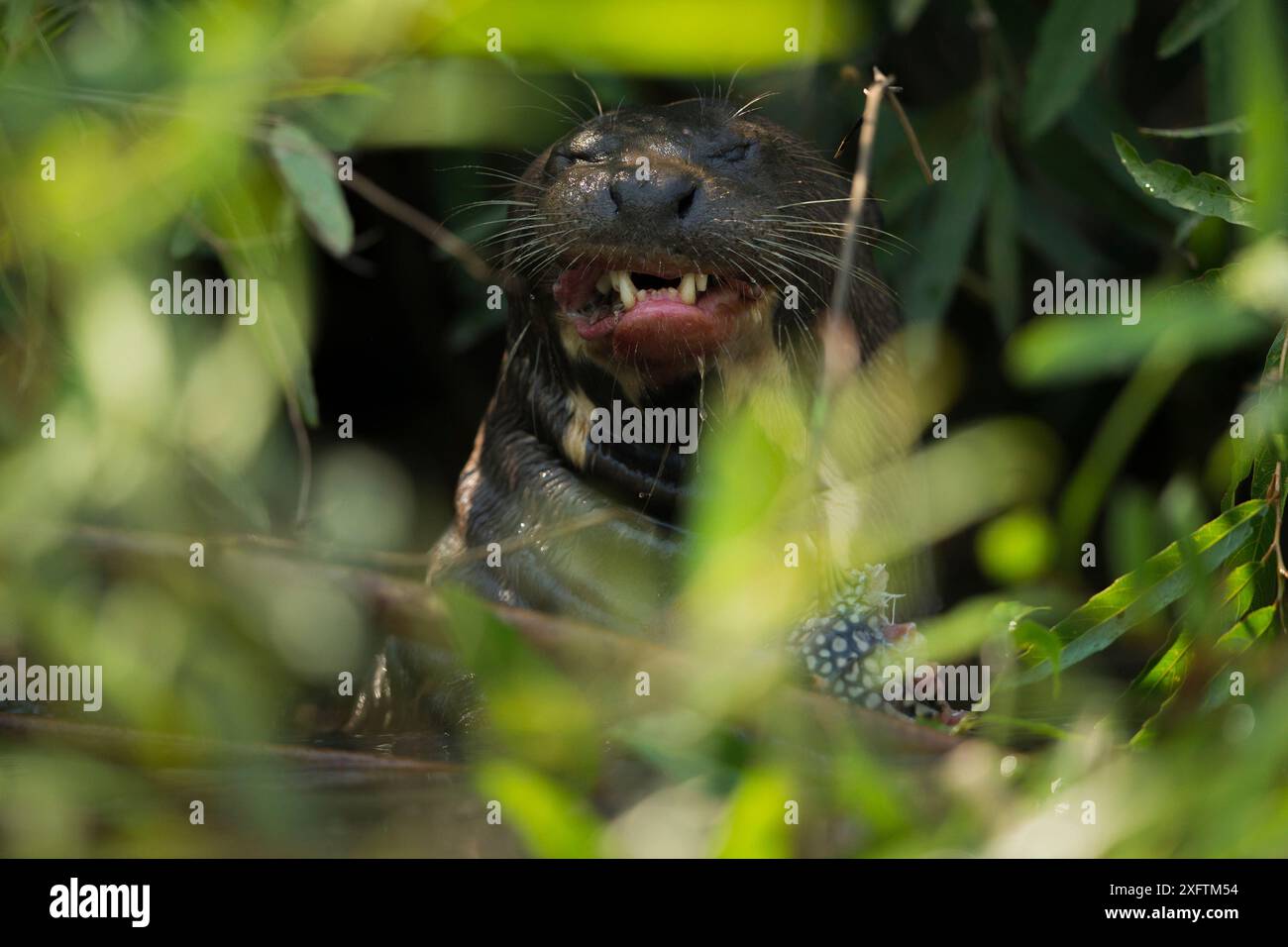 La loutre géante (Pteronura brasiliensis) se nourrissant d'un poisson-chat (Pleco des Ploceidae) Rio Cuiaba, Pantanal, Brésil Banque D'Images