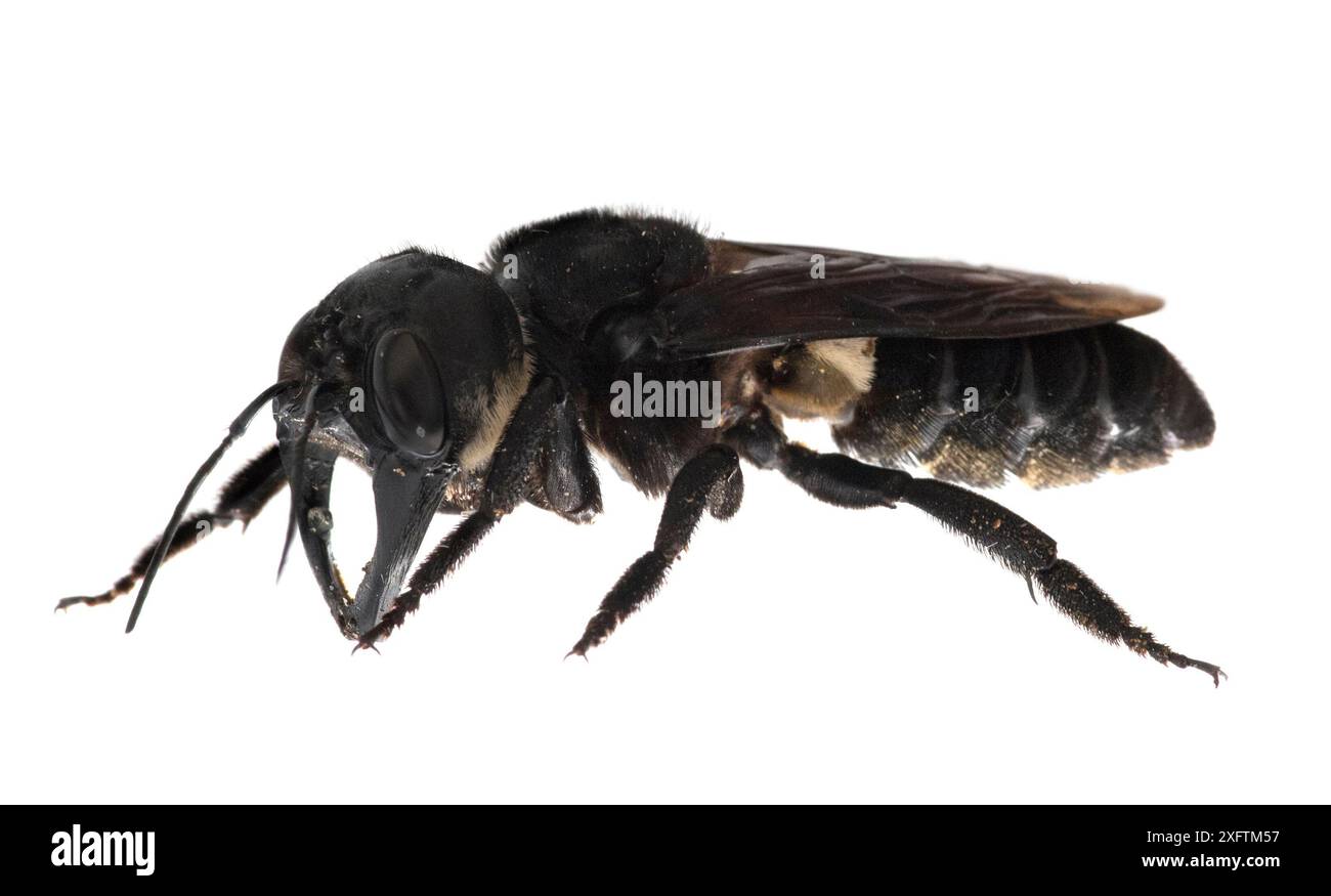 L'abeille géante de Wallace (Megachile pluto) est la plus grande abeille du monde, qui est environ 4 fois plus grande qu'une abeille européenne. Une des premières images d'un membre vivant de cette espèce. Mollucas, Indonésie. Janvier 2019 Banque D'Images