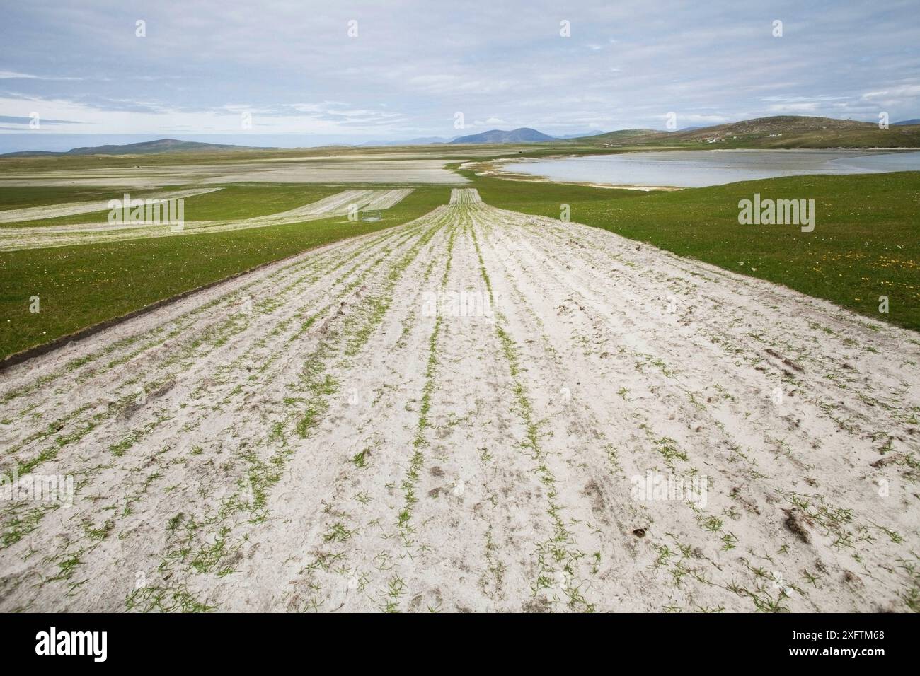 Bandes de Machair cultivé avec des pousses précoces d'avoine noire (Avena strigosa) poussant à travers le sable. Uist, Hébrides extérieures, Écosse, Royaume-Uni, juin. Banque D'Images