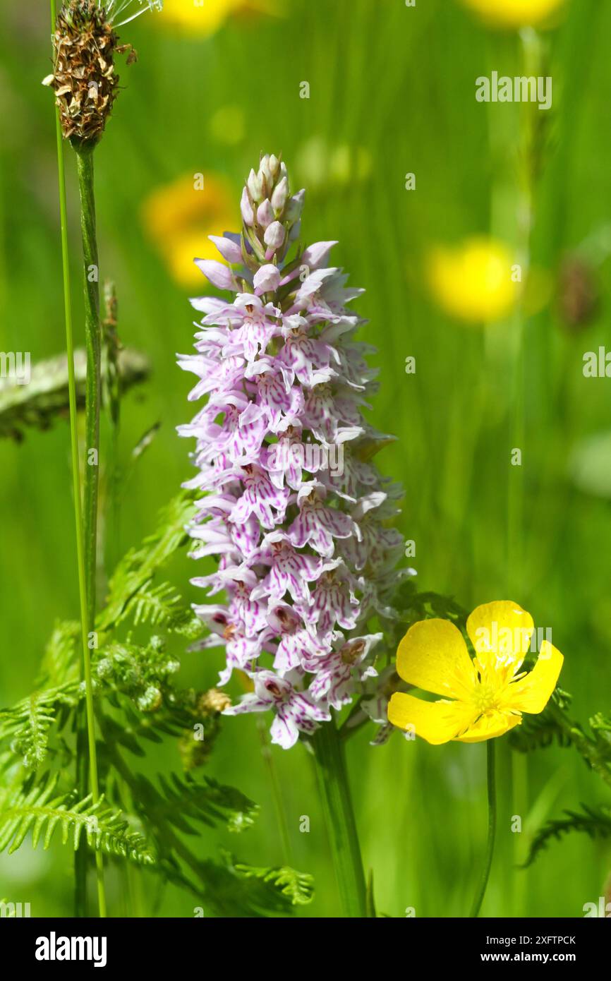 Fleurs d'orchidée tachetée commune (Dactylorhiza fuchsii) et de papillons de prairie (Ranunculus acris), le Burren, comté de Clare, République d'Irlande. Juin. Banque D'Images