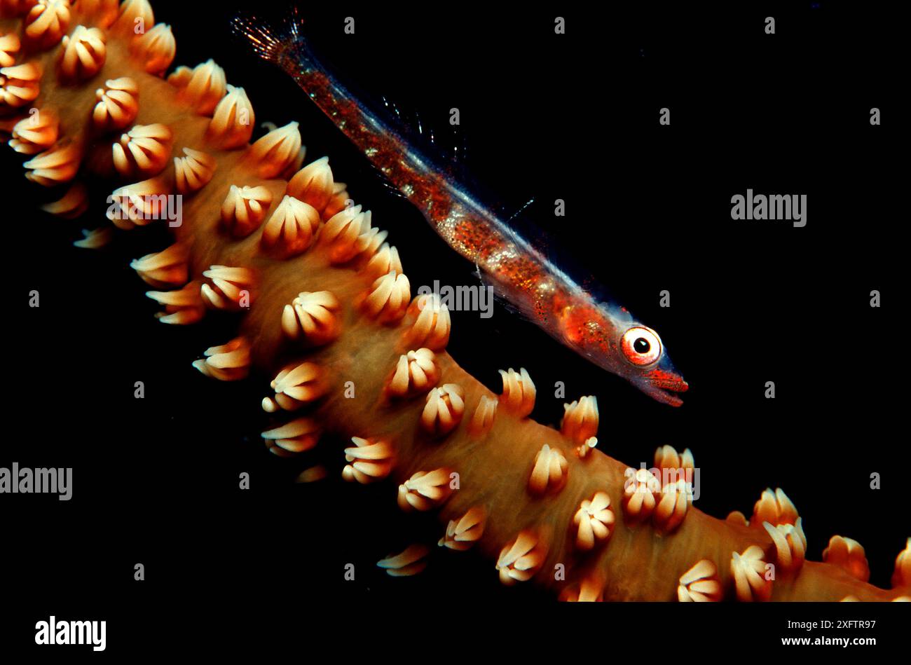 Gobie gorgonienne, Bryaninops amplus, Îles Maldives, Océan Indien Banque D'Images