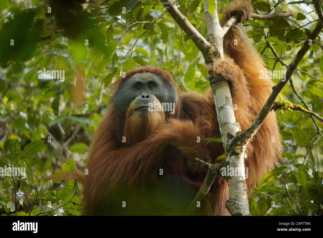 Tapanuliensis Tapanuli orangutan (Pongo) adultes mâles à bride, Togus, Batang Toru Forêt. Projet de Conservation de l'orang-outan de Sumatra du Nord, province de Sumatra, en Indonésie. Banque D'Images