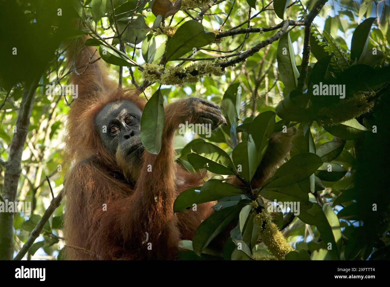 Tapanuli Orang-outan (Pongo tapanuliensis) Inda, femelle adulte, forêt de Batang Toru, projet de conservation des orangs-outans de Sumatra, province du Nord de Sumatra, Indonésie. Banque D'Images