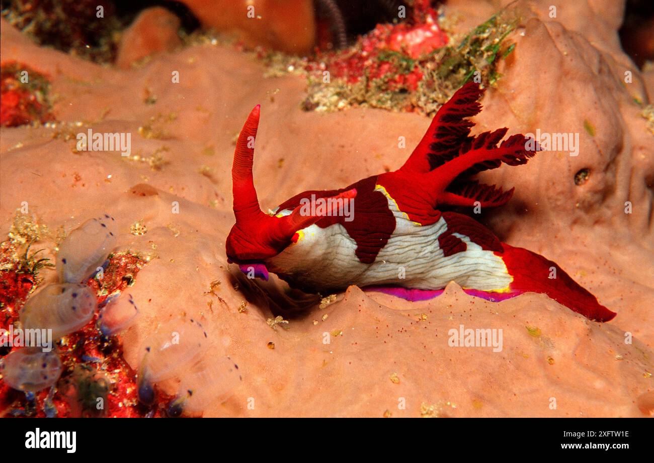 Nudibranche, limace néon, Nembrotha sp., Philippines, mer de Bohol, océan Pacifique, île de Panglao, Bohol Banque D'Images