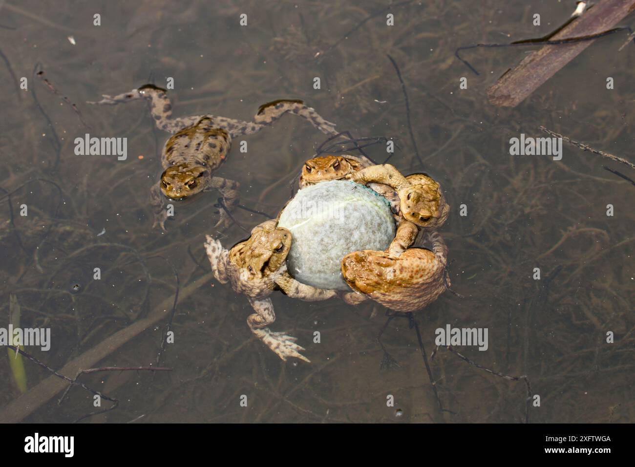 Crapauds accrochés à la balle de tennis dans l'eau pendant la saison d'accouplement Banque D'Images Crapauds accrochés à la balle de tennis dans l'eau pendant la saison d'accouplement Banque D'Images