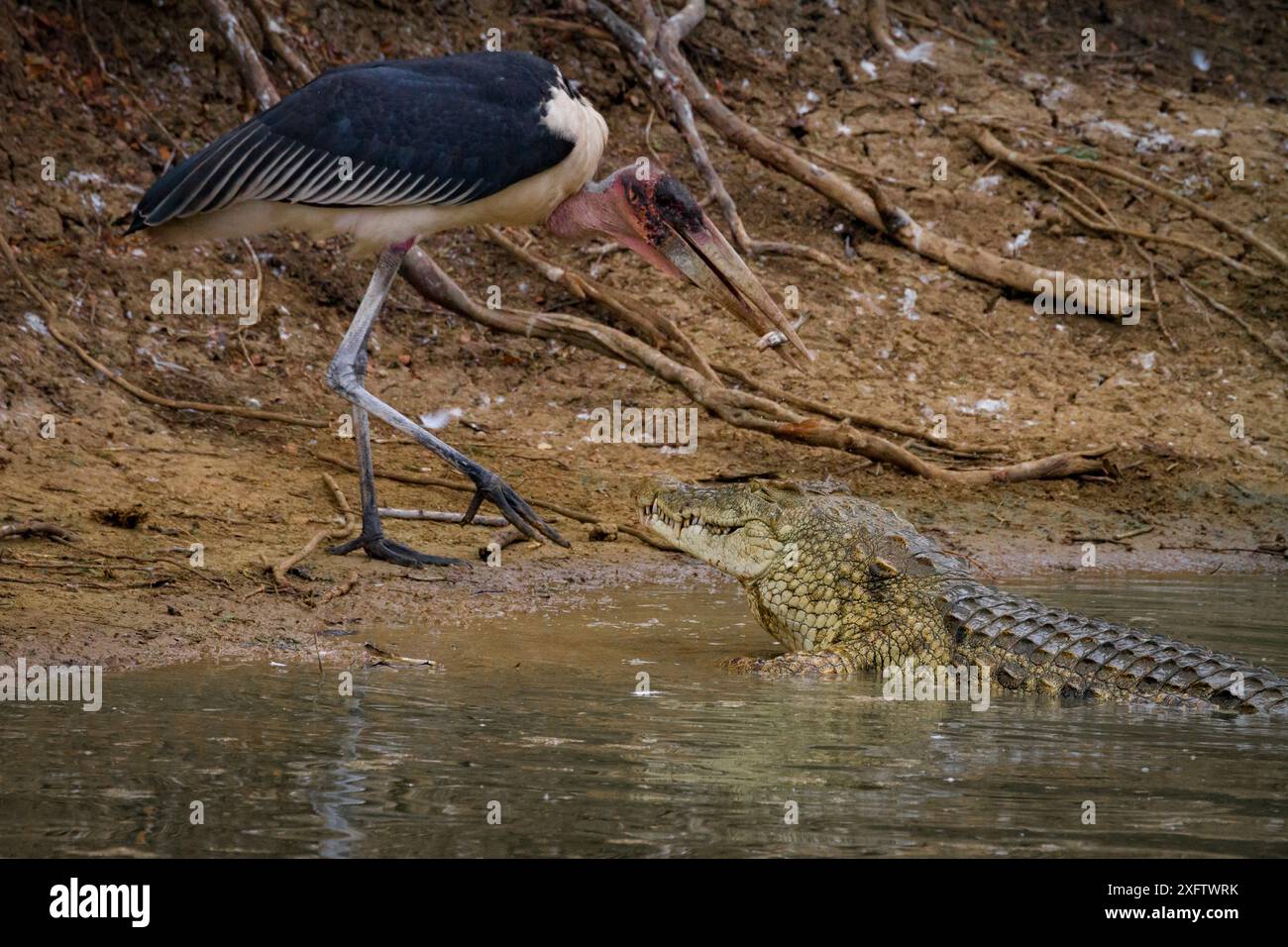 Cigogne de Marabou (Leptoptilos crumenifer) arrachant un petit poisson aux mâchoires d'un crocodile du Nil (crocodilus niloticus) qui est venu avaler le poisson. Parc national de Gorongosa, Mozambique Banque D'Images