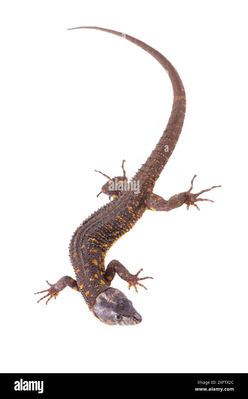 Lézard nocturne tropical à taches jaunes (Lepidophyma flavimaculatum) de la station biologique de la Selva, Costa Rica. Conditions contrôlées. Banque D'Images