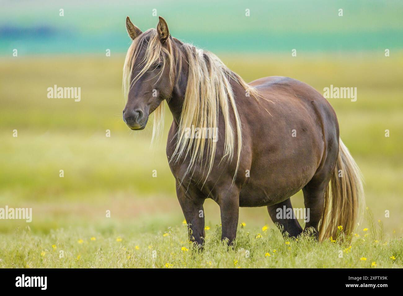 Cheval de montagne rocheux, Bozeman, Montana, États-Unis. Juin. Banque D'Images