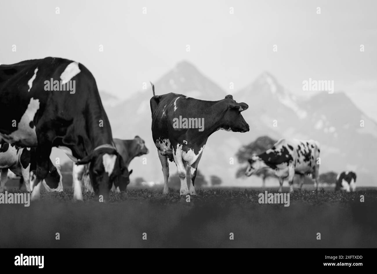 Vaches dans un champ de montagne. Vache aux alpes. Vache brune devant le paysage de montagne. Bétail sur un pâturage de montagne. Emplacement du village, Suisse. Vache à Banque D'Images