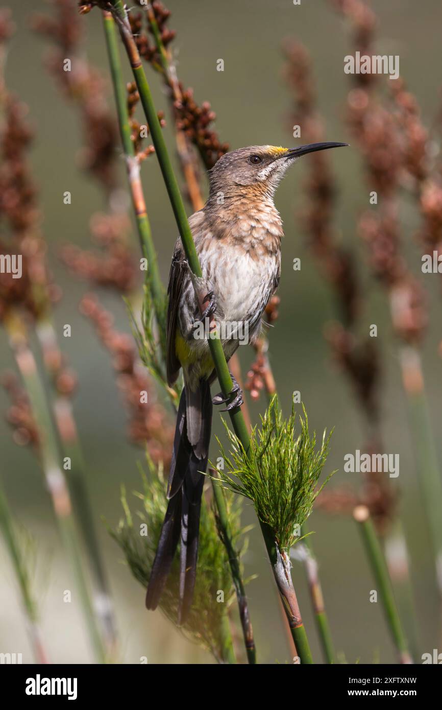 Cape Sugarbird (Promerops cafer), jardins botaniques de Kirstenbosch, Cape Town, Afrique du Sud, septembre. Banque D'Images