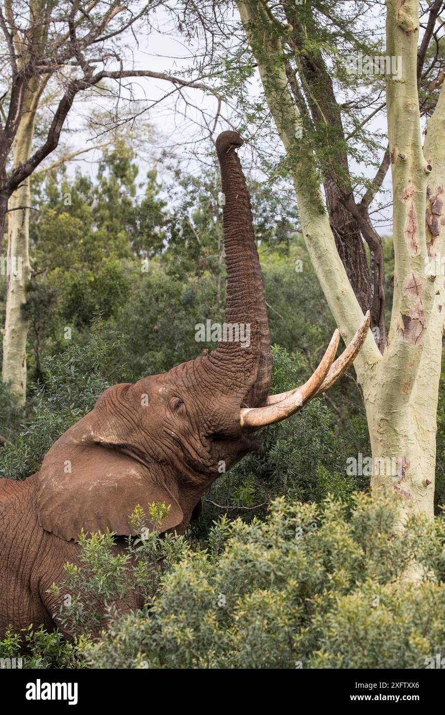 Éléphant (Loxodonta africana) taureau se nourrissant sur le fébrile (Vachellia xanthophloea), réserve privée de gibier Zimanga, KwaZulu-Natal, Afrique du Sud, juin. Banque D'Images