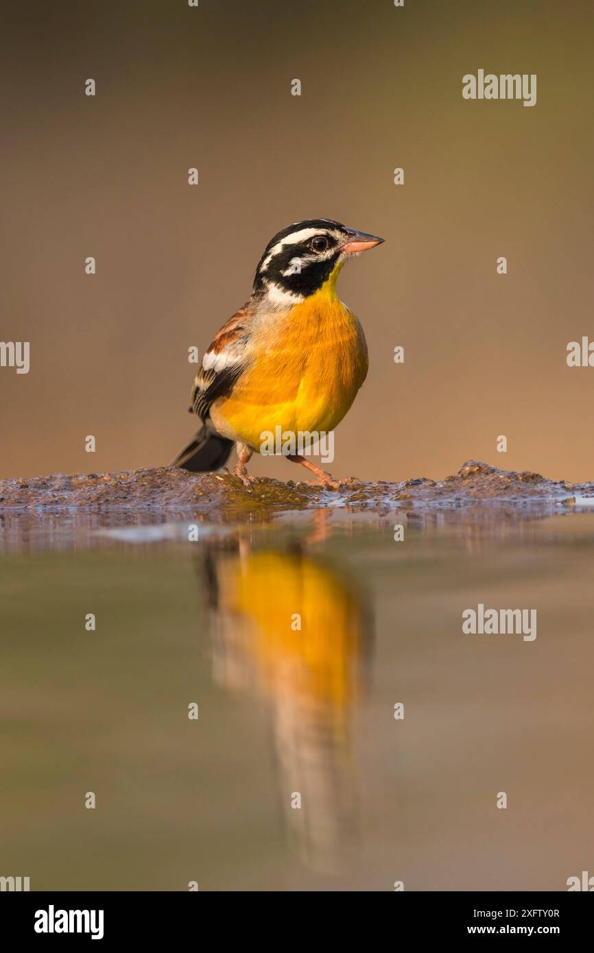 Guirlande dorée (Emberiza flaviventris), réserve privée de Zimanga, KwaZulu-Natal, Afrique du Sud, septembre. Banque D'Images