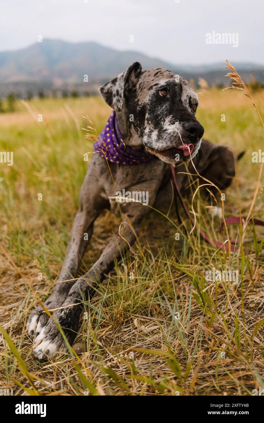 Merle Grand chien de sauvetage Danois portant un bandana avec la langue dehors Banque D'Images