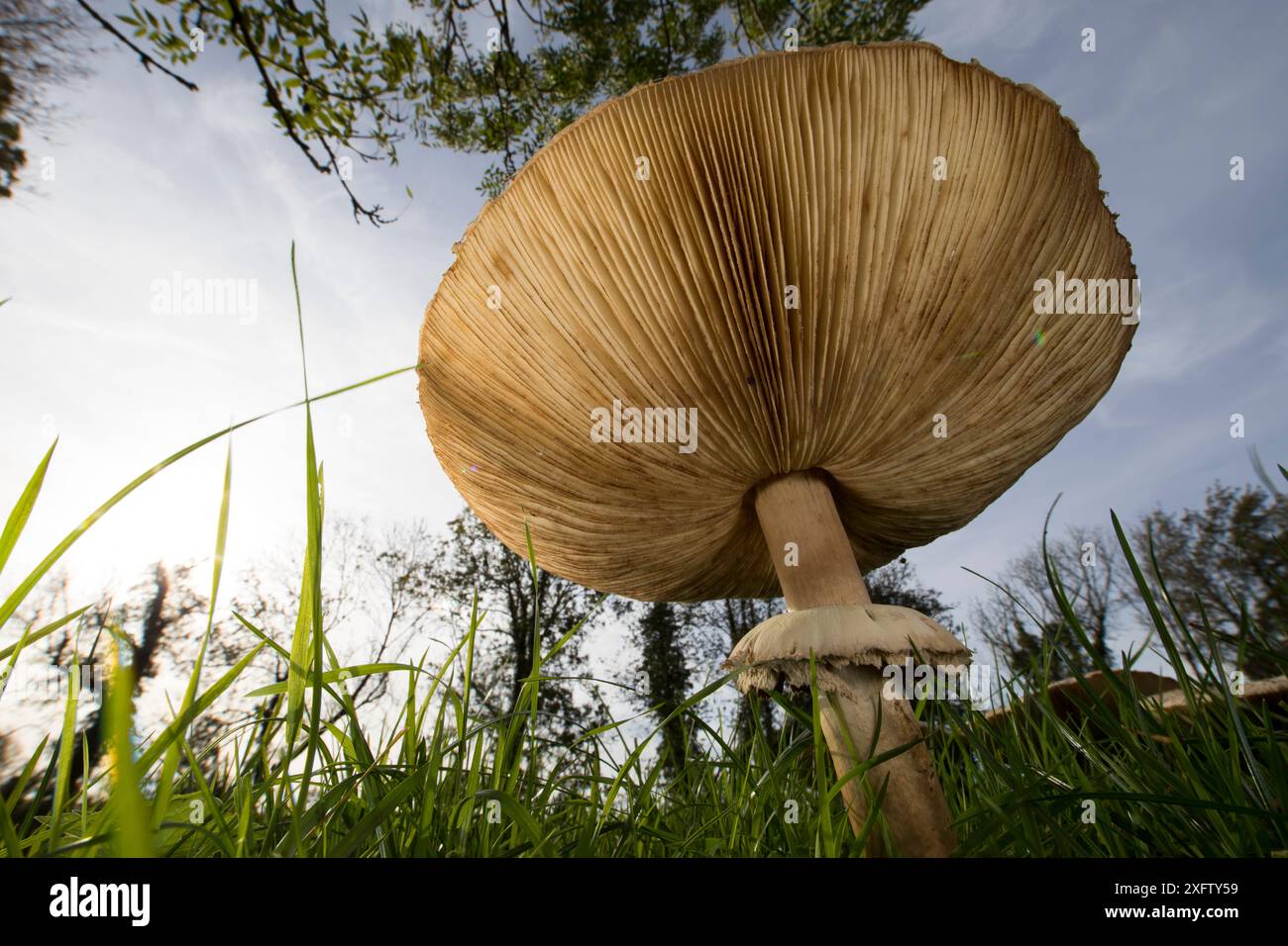 Champignon parasol (Macrolepiota procera) vue de dessous des branchies et de l'anneau, poussant dans un pré, Picardie France, octobre. Banque D'Images
