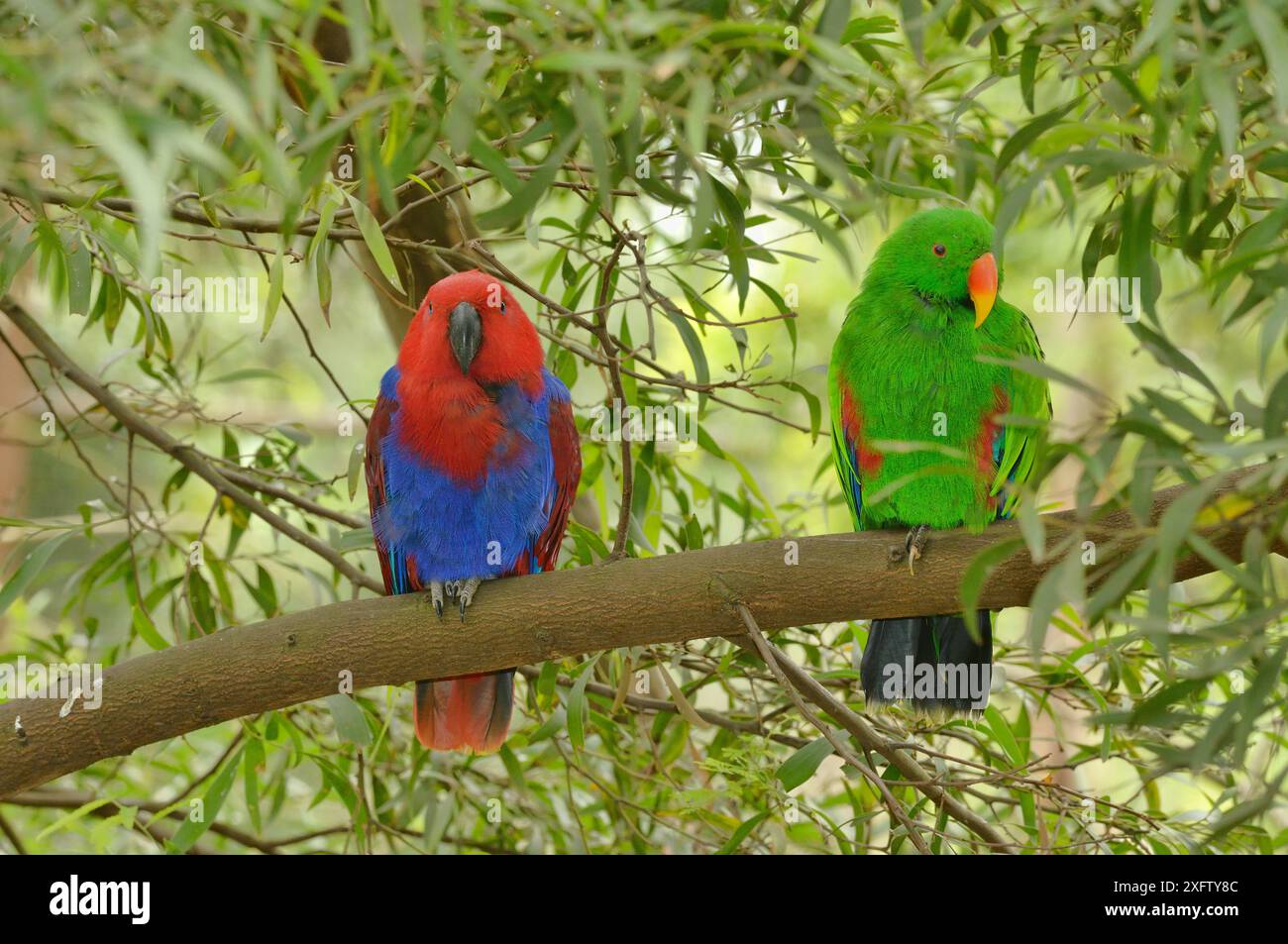 Perroquet Eclectus (Eclectus roratus) femelle à gauche et mâle à droite, captif. Captif. Banque D'Images