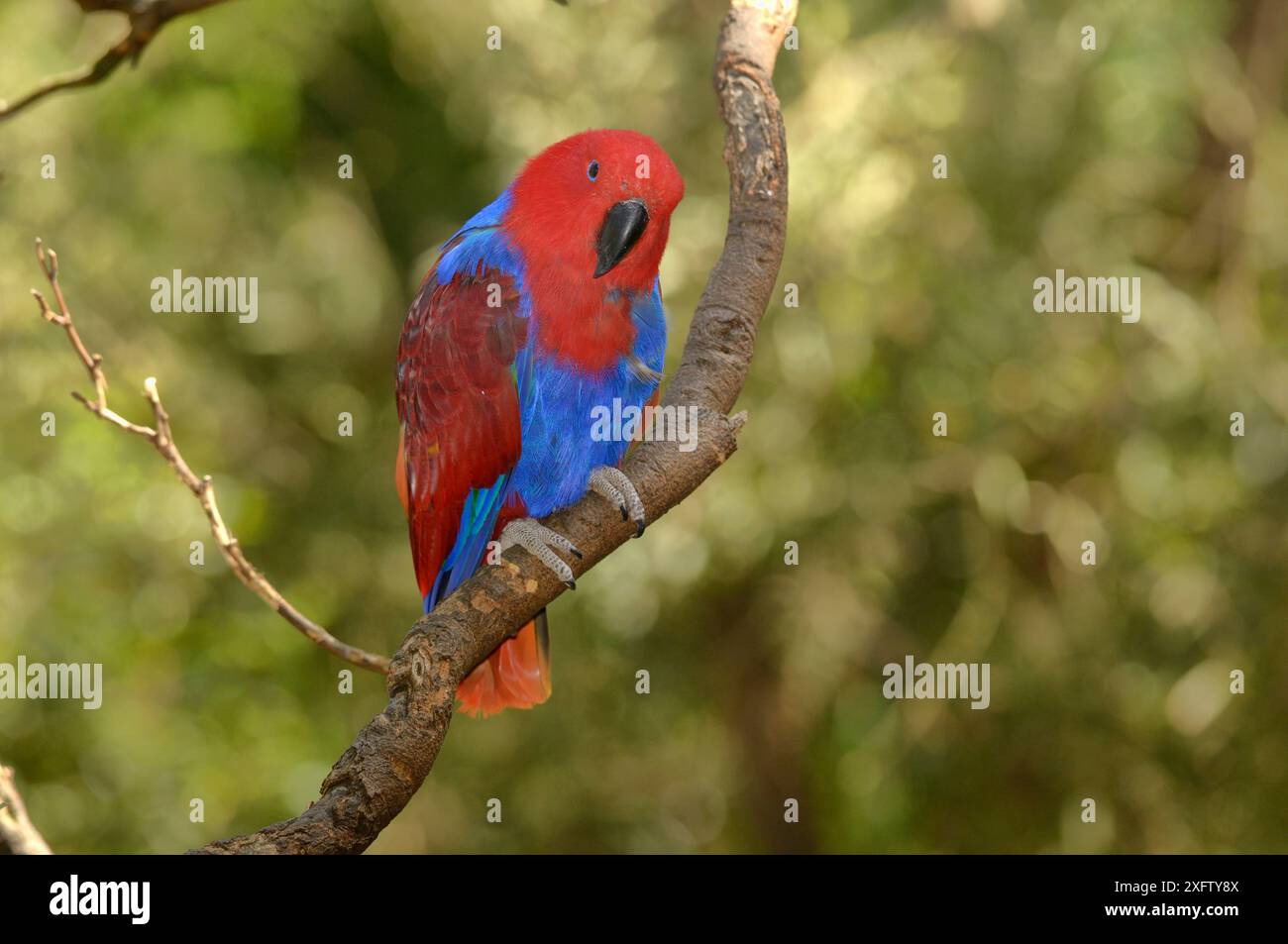 Perroquet Eclectus (Eclectus roratus) femelle, captive. Banque D'Images