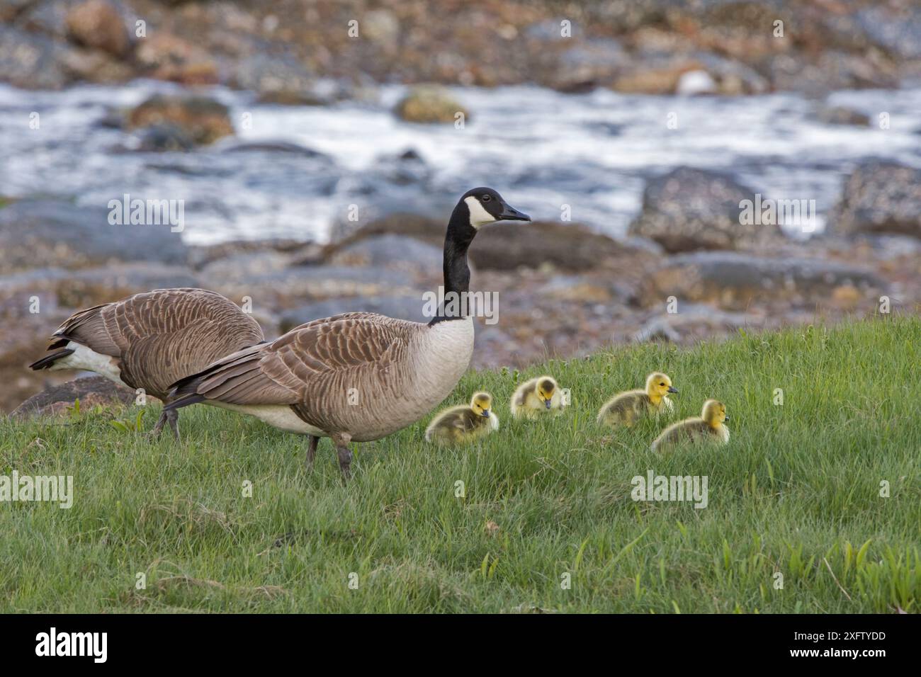 OIE du Canada (Branta canadensis) parents avec de jeunes poussins, le long d'une crique océanique. Parc national d'Acadia, Maine, États-Unis. Mai. Banque D'Images