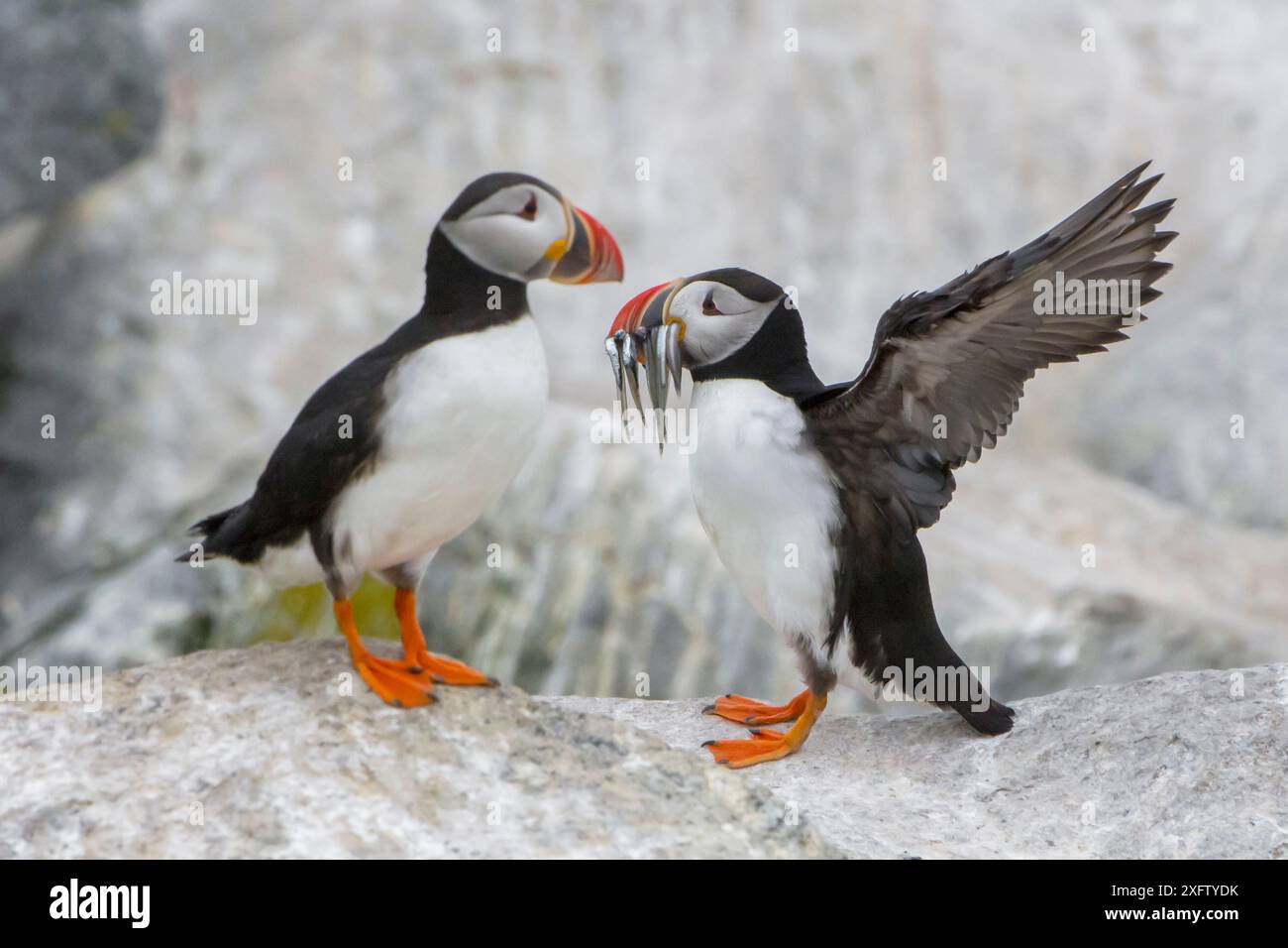 Macareux de l'Atlantique (Fratercula arctica) avec bec plein d'anguilles de sable, île Machias Seal au large de la côte du Maine, États-Unis, juillet. Banque D'Images