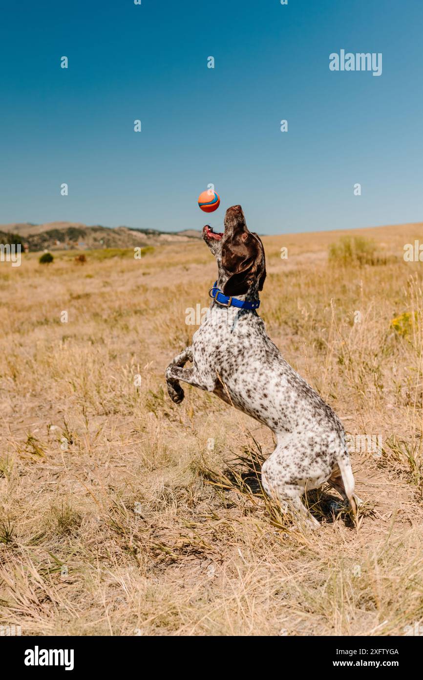 Pointeur allemand à poil court jouant à la main avec la balle à l'extérieur Banque D'Images