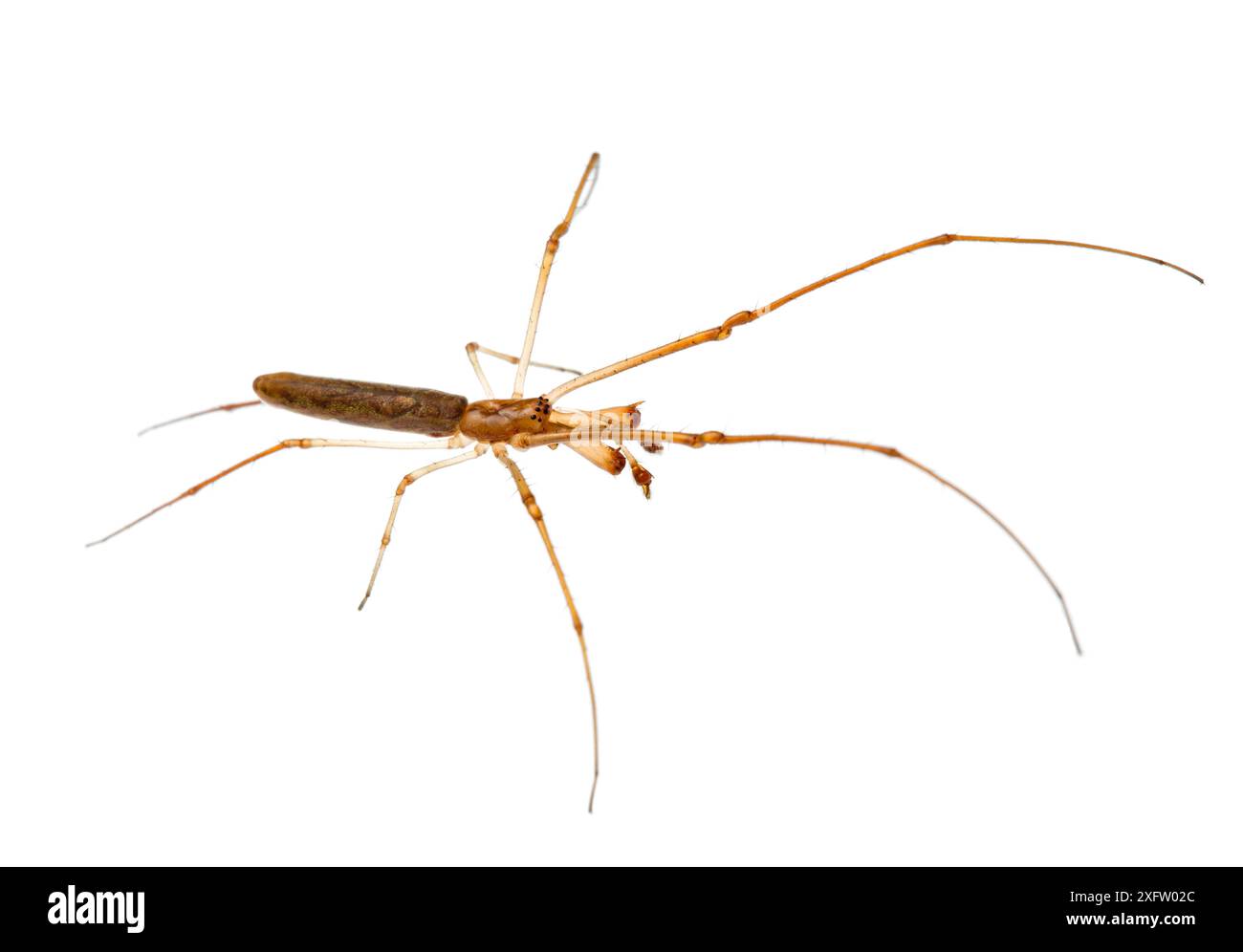 Araignée à mâchoires longues (Tetragnatha nitens) Parc national de William Bay, Australie occidentale. Projet Meetyourneighbours.net. Banque D'Images